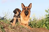 BERGER ALLEMAND 549
